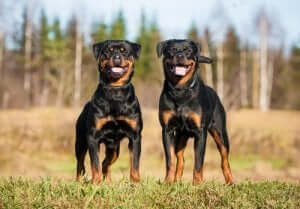 Två rottweilers på ett fält