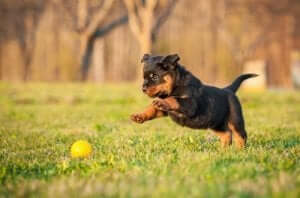 Rottweilervalp jagar en boll