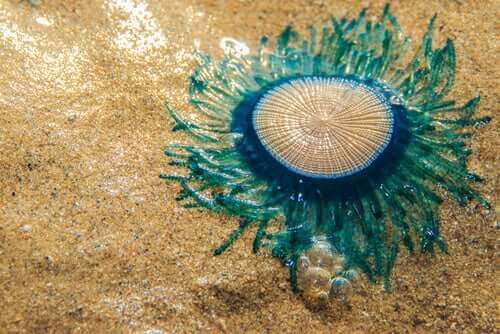 Blue Button-maneten, Porpita porpita