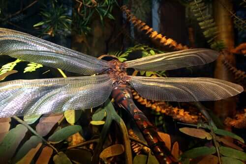 Gigantiska insekter som en gång dominerade vår planet