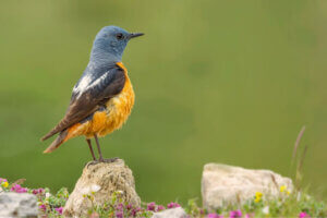 Den fantastiska faunan i Guadarrama nationalpark