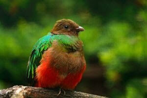 quetzal