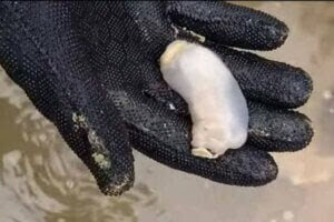 forskare håller Lithoredo abatanica i handen