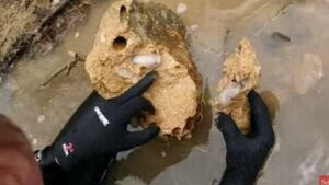 forskare pekar på Lithoredo abatanica