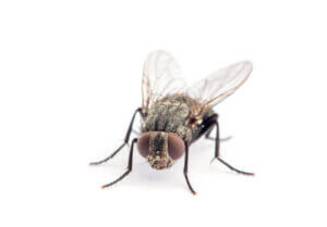 Husflugans livscykel