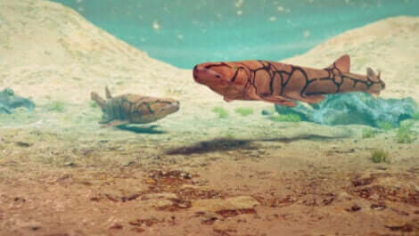 Två små hajar som lyser i mörkret. 