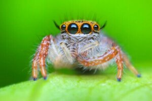 Hoppspindel på blad