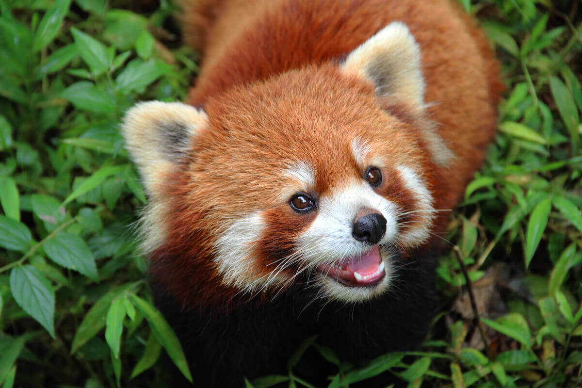 Röd panda: Livsstil, beteende och bevarandestatus - My Animals