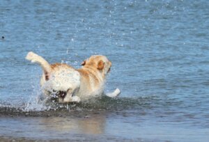 Ta med hunden till stranden: Viktiga tips innan du åker