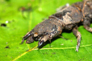 Insekter som ser läskiga ut, men som är ofarliga