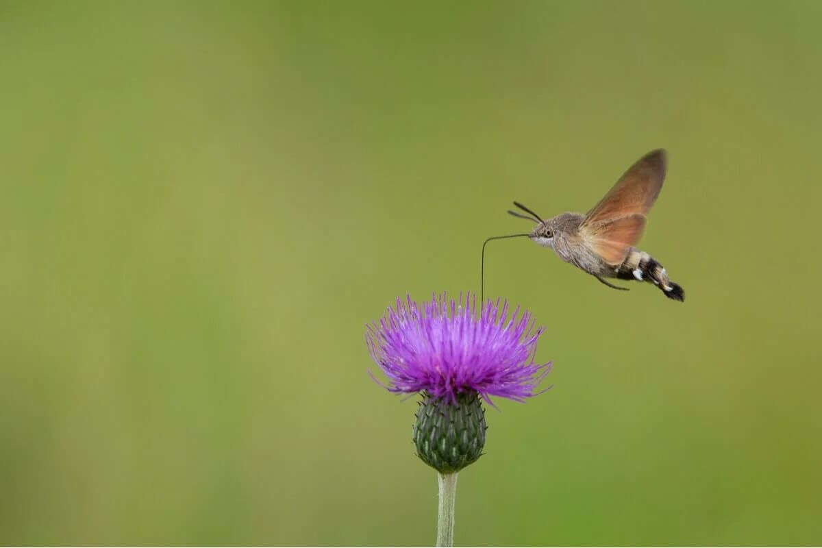 dagsvärmaren pollinatör