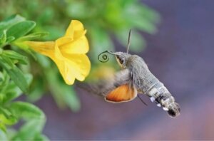 Dagsvärmarens roll som pollinatör