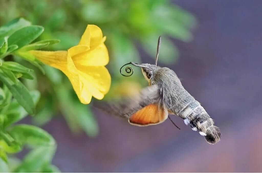Dagsvärmarens roll som pollinatör