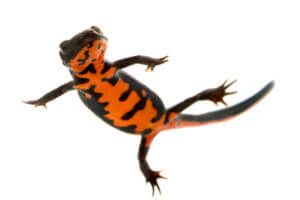 Eldbukssalamandern: skötsel och egenskaper