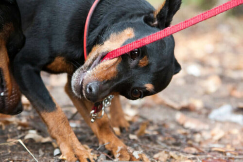 Vad ska du göra om din hund biter i kopplet?