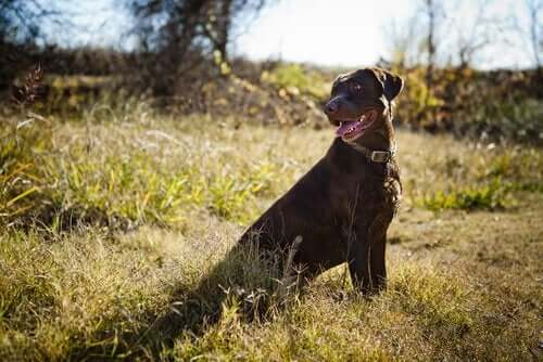 Inkallning: Få hunden att komma när du ropar