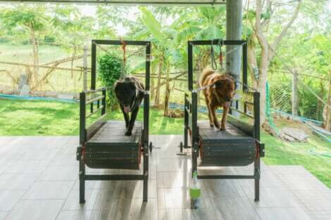 Dagliga promenader: Hundar som springer på löpband.