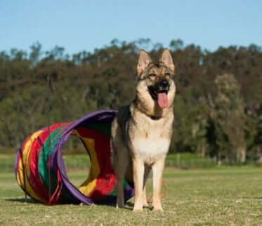 Få hunden att komma på inkallning genom att göra det till en lek. 