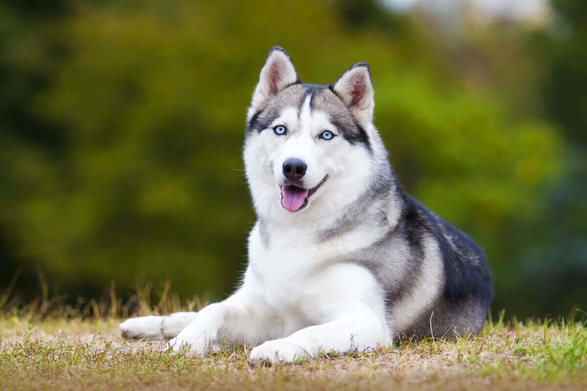 Siberian husky är en av de hundraser som är mest benägna att rymma.