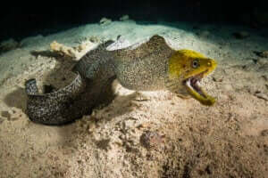 Fiskar utan fjäll: Ål på havsbotten