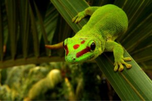 Daggeckon: Skötsel och egenskaper