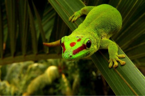 Daggeckon: Skötsel och egenskaper