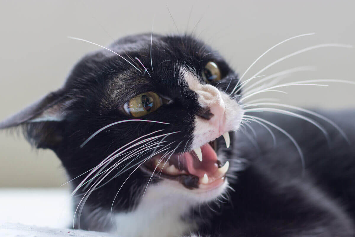Arg katt visar tänderna.