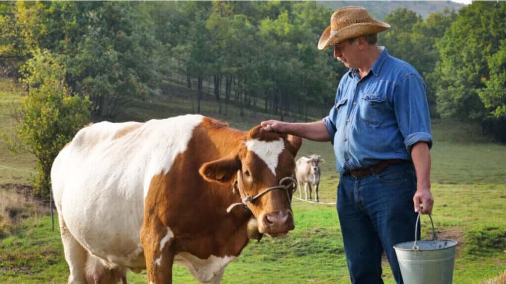 Mögelgifter och djurproduktion