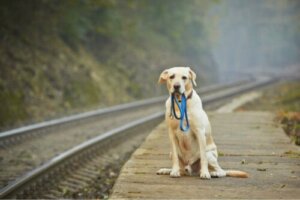 Bortsprungen hund tog sig 80 km för att komma hem