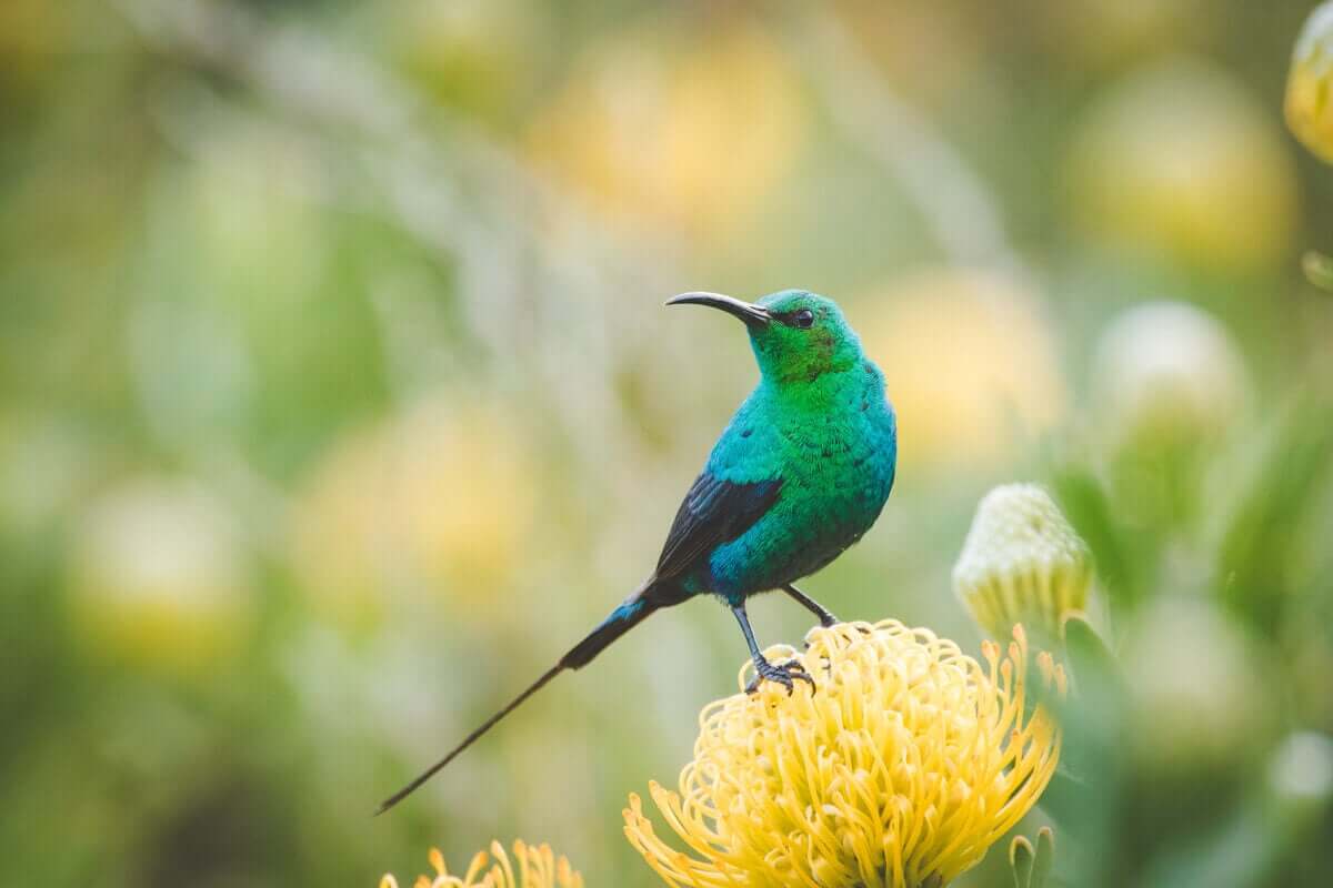 Fågel sitter på en gul blomma.