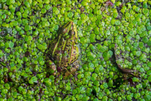 Förlusten av våtmarker: anledningar och konsekvenser