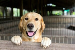 Glad labrador