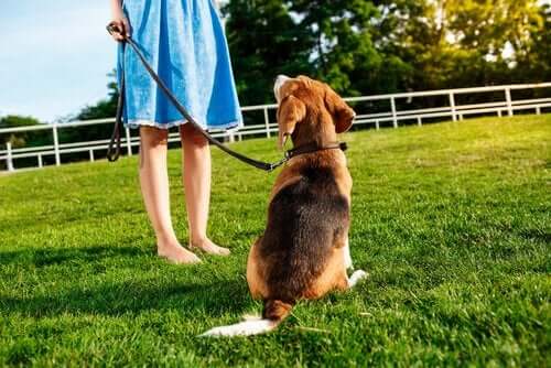 5 tips för att få hunden att komma på inkallning