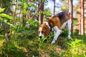Hund i skogen