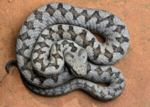 Helbild av latastes huggorm