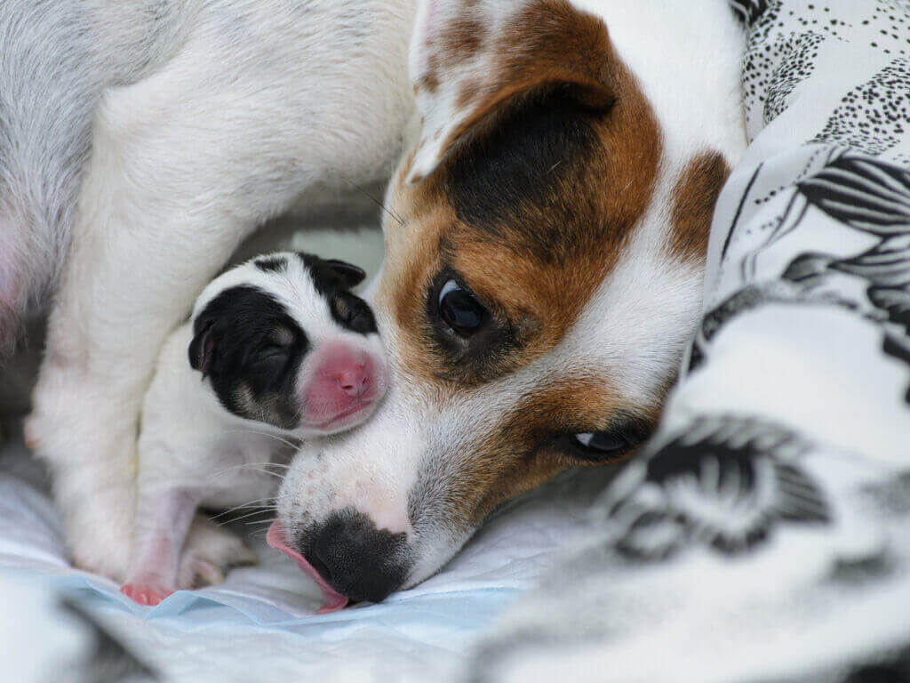 Komplikationer hos en dräktig hund som du inte får missa