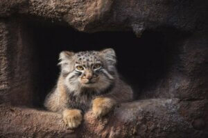 Pallaskatten: En himalayansk enstöring