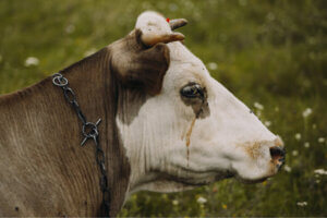 Sommarsjuka hos nötkreatur: Vad är det?