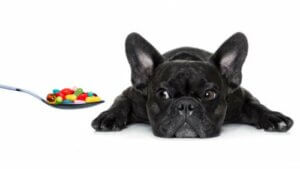 Alla vitaminer din hund behöver