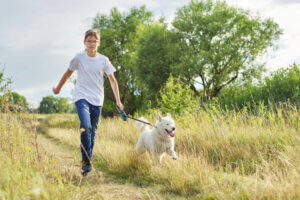 Dagliga hundpromenader blir snart lag i Tyskland