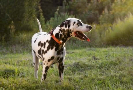 Skönhetsoperationer på djur: En dalmatiner viftar på svansen. 