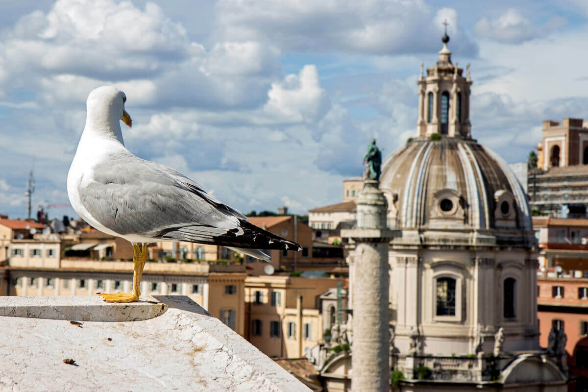 Fiskmås sitter på ett tak i en stad.