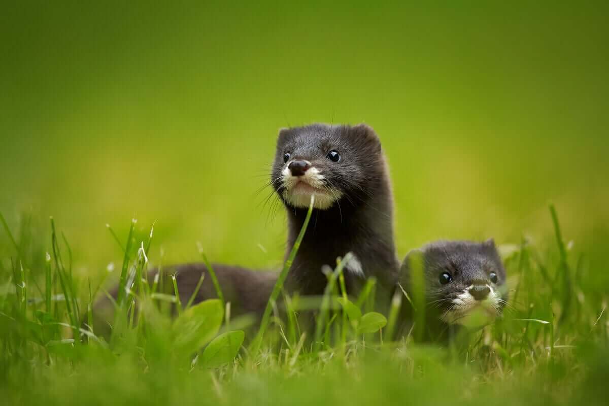 Två flodillrar sitter på gräs.