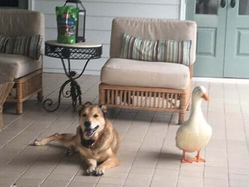 Vänskap mellan en anka och en hund botar hundens depression
