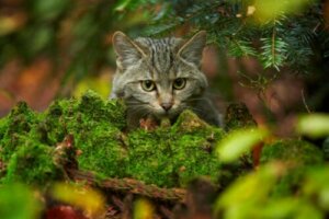 Skotsk vildkatt i skogen