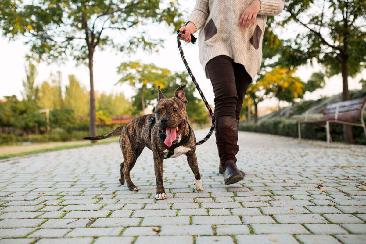 Kvinna på promenad med sin hund.