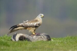Röd glada som sitter på en död grävling