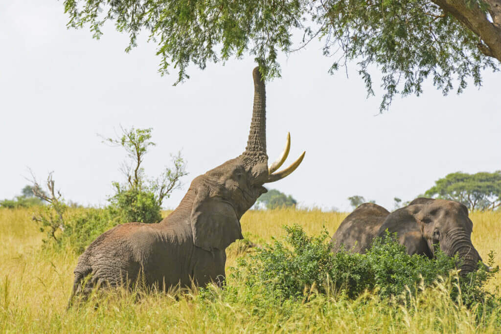Vad elefanter äter i fångenskap: högkvalitativt foder