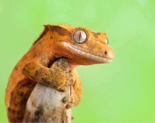 Att ha en ögonfransgecko som husdjur