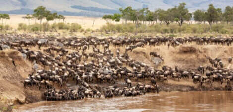 Djur som migrerar: Gnuer korsar floden Mara.